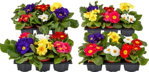 Primula Mix (lot de 24) Ø9cm