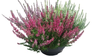 Calluna Trio