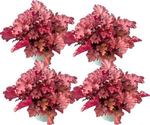 Purpurglöckchen Heuchera micrantha (4er Set) Ø18cm