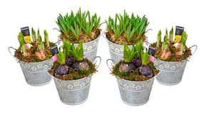 Bulbes de printemps dans pot déco (lot de 6) Ø13cm