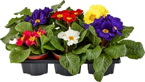 Primula Mix (lot de 24) Ø9cm