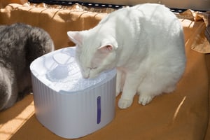 Wasserbrunnen für Haustiere mit Filter und Licht
