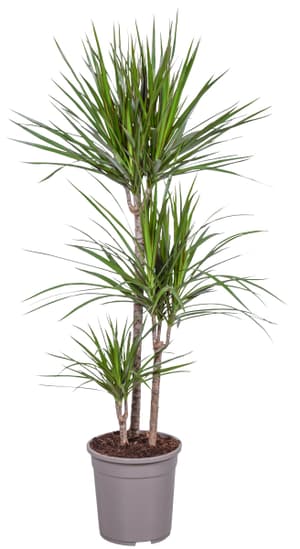 Dracaena marginata Ø24cm