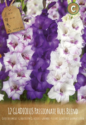Gladiolus Passionate Hues Blend, 15 bulbes à fleurs