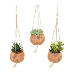 Kokodama Succulentes Sukkulent (lot de 6) Ø12cm