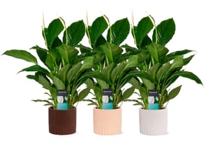 Spathiphyllum Vivaldi in Lou 17cm 3er Set