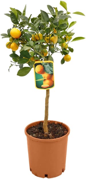 Citrus Kumquat Stamm Ø20cm