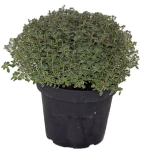 Timo bianco-verde Thymus vulgaris Ø14cm