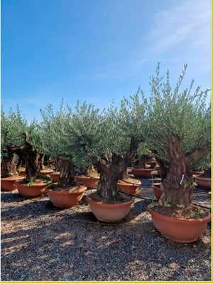 Olivenbaum Olea Europaea Ø85cm