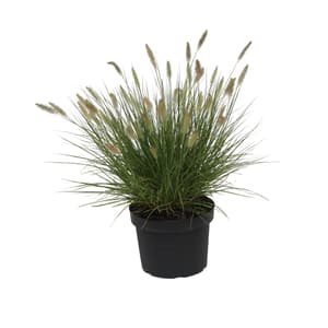 Erba di setole di piume Pennisetum  Ø28cm