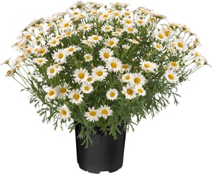 Marguerite Argyranthemum Ø18cm