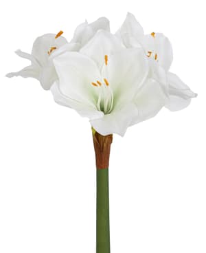 Amaryllis