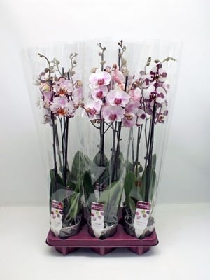 Schmetterlingsorchidee Phalaenopsis Weiss-gefleckt (6er Set) Ø12cm