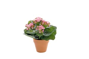 Kunstpflanze Kalanchoe, rosa, im Tontopf, H20cm