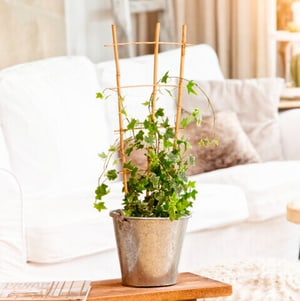 Bambus-Blumenstütze