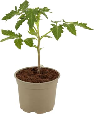 Bio Tomate, greffée Lycopersicon sativum ssp.sativum Ø12cm