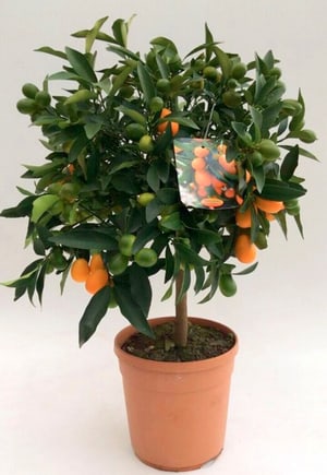 Kumquat Citrus japonica Ø20cm