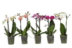 Kleinblütige Orchidee Phalaenopsis im Übertopf Ø9