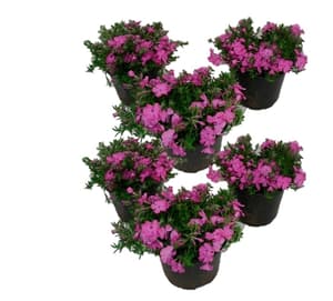 Phlox Subulata (lot de 6) Ø14cm