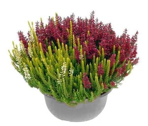 Calluna Trio