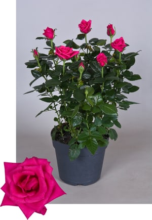 Rose Rosa Hybrid Ø17cm