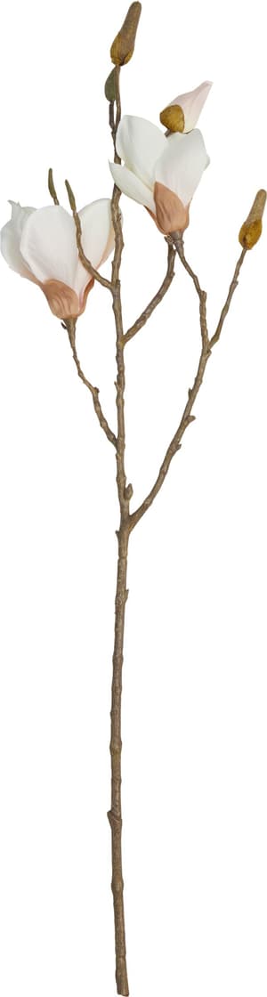MAGNOLIA