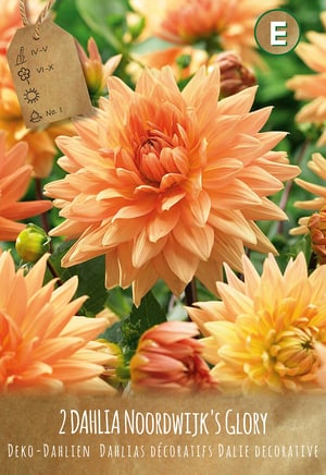 Dahlia Noordwijk's Glory, 3 bulbes à fleurs