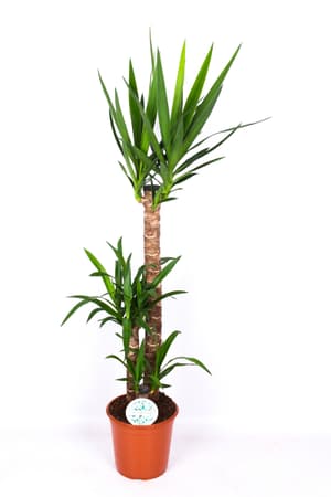 Yucca Ø24cm