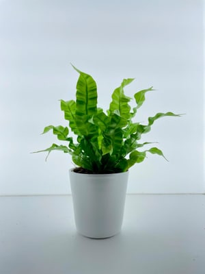 Asplenium avec cache-pot Ø12