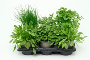 Bio Kräuter Mix (6er Set) im Übertopf Ø13cm