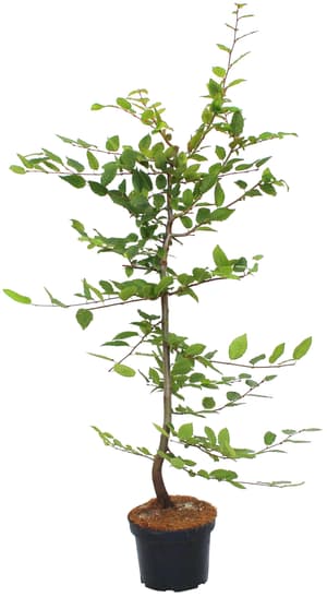 Hainbuche Carpinus Betulus 3l