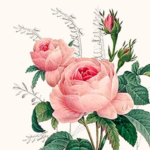 Serviette 33cm Wonderful Rose