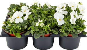 Viola cornuta blanc (lot de 24) Ø9cm