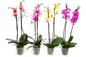 Orchidée papillon Phalaenopsis de différentes couleurs (lot de 8), Ø 12 cm