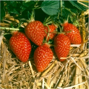 Erdbeere Gariguette Fragaria 17x11cm