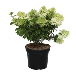 Ortensia paniculata Bobo Ø 24 cm