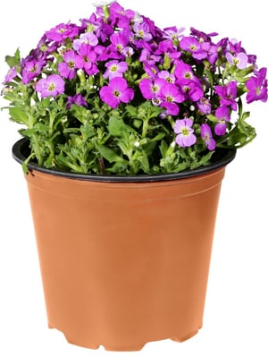 Aubrieta Aubrieta Ø14cm