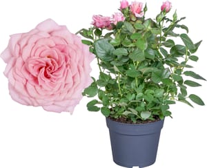 Rose Rosa Hybrid Ø17cm