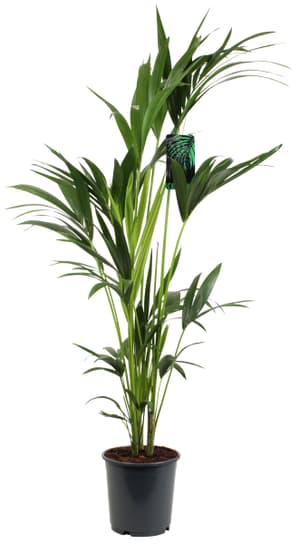 Howea Kentia Ø24cm