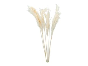 Fleurs séchées herbe de la pampa blanche, 6 pièces