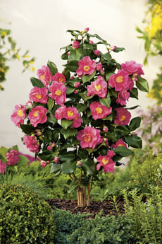 Camellia japonica in Sorten 17cm