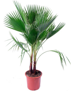Washingtonia Tuff