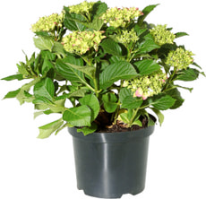 Hydrangea Ballsorten Mix 19cm