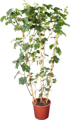 Vitis traliccio