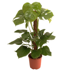 Monstera Deliciosa