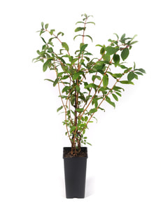 Myrtillier Fialka