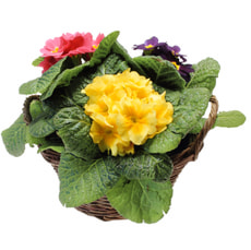 Primula d. le panier20cm