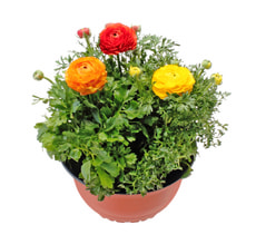 Ranunculus Bac 18cm