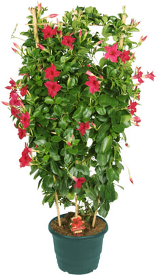 Dipladenia en espalier