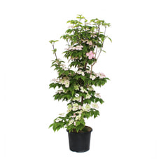 Cornus kousa 7.5l